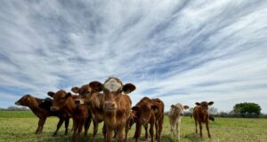 Ocupa Sonora segundo lugar nacional en producción de carne de cerdo